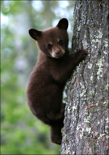 bear reporting